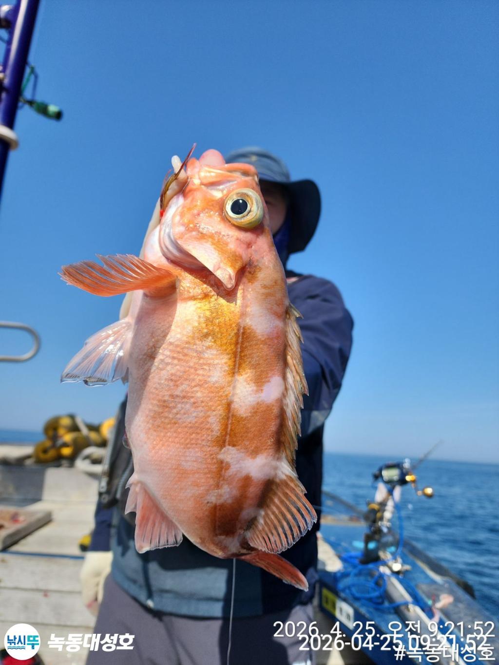 낚시뚜,우럭,열기,녹동항,녹동대성호,낚시뚜37