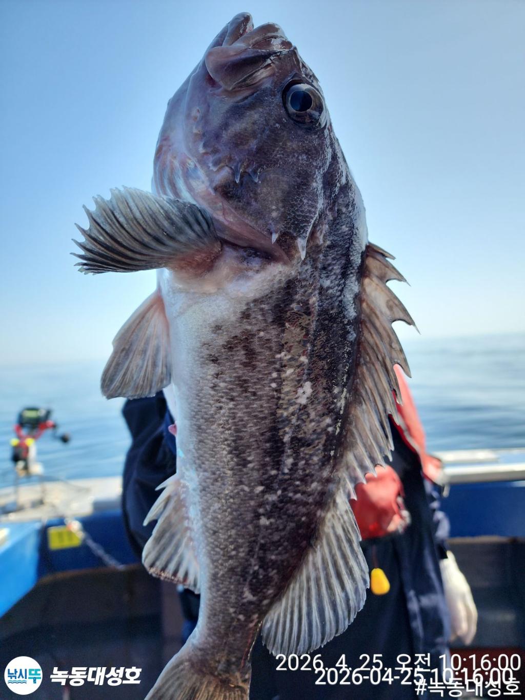 낚시뚜,우럭,열기,녹동항,녹동대성호,낚시뚜32