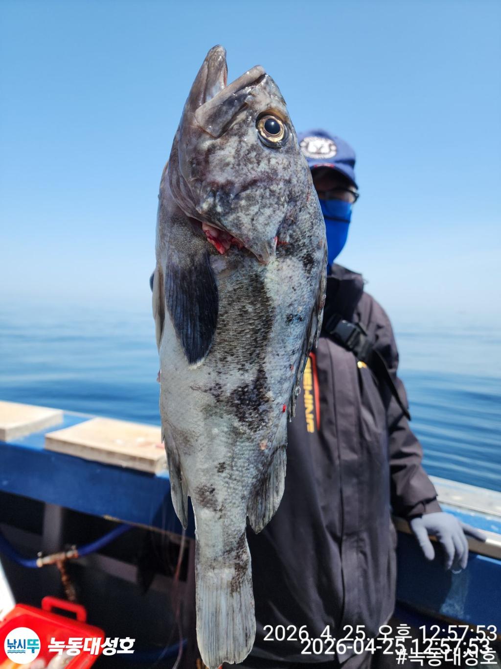 낚시뚜,우럭,열기,녹동항,녹동대성호,낚시뚜24