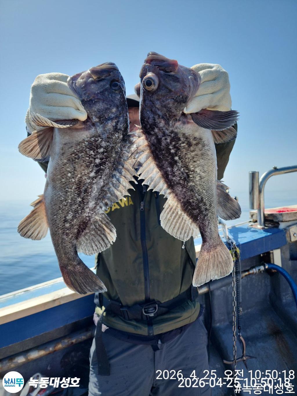 낚시뚜,우럭,열기,녹동항,녹동대성호,낚시뚜21