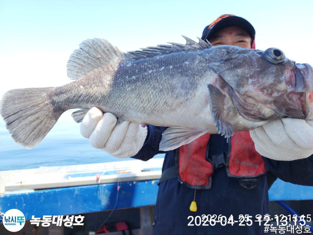 낚시뚜,우럭,열기,녹동항,녹동대성호,낚시뚜18