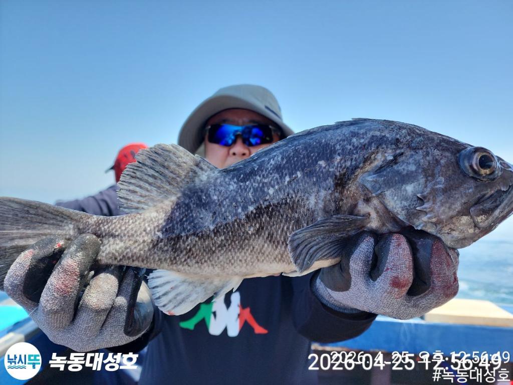 낚시뚜,우럭,열기,녹동항,녹동대성호,낚시뚜17