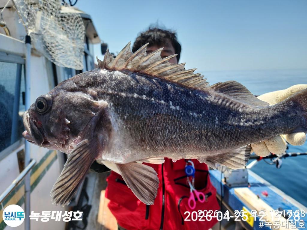 낚시뚜,우럭,열기,녹동항,녹동대성호,낚시뚜13