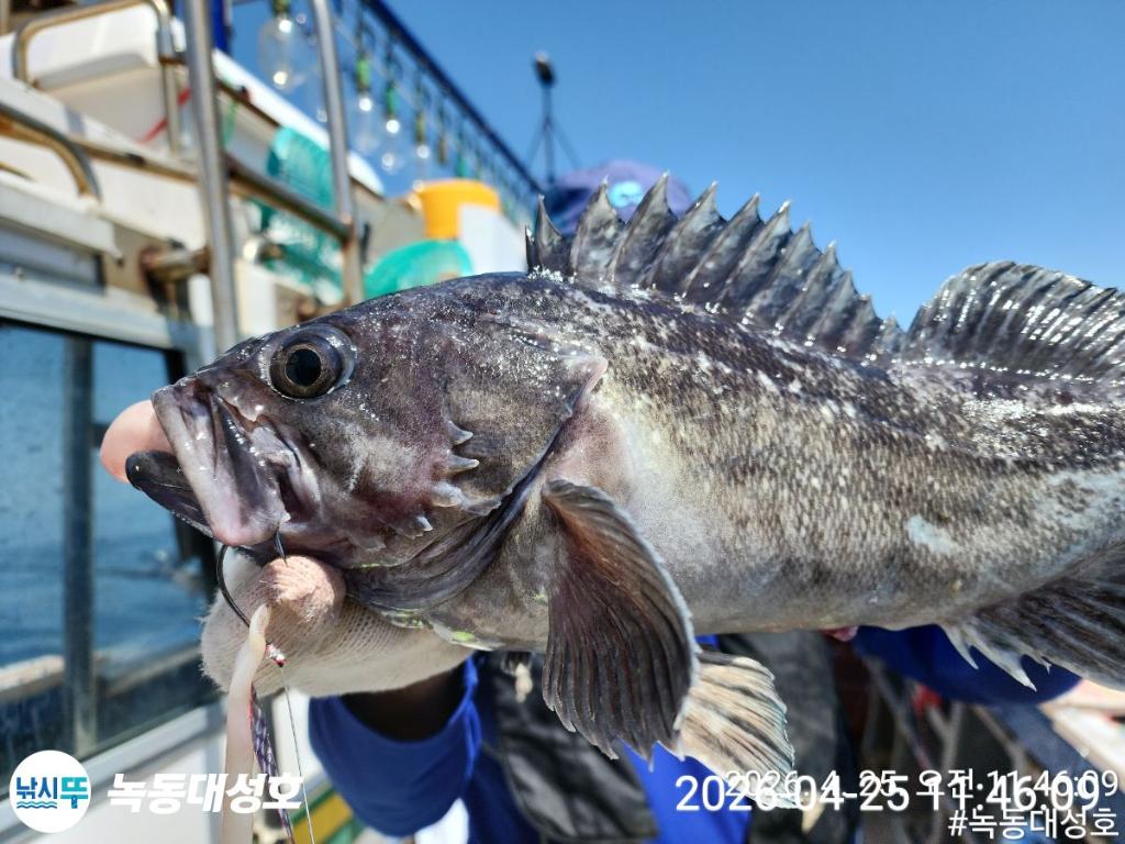 낚시뚜,우럭,열기,녹동항,녹동대성호,낚시뚜12