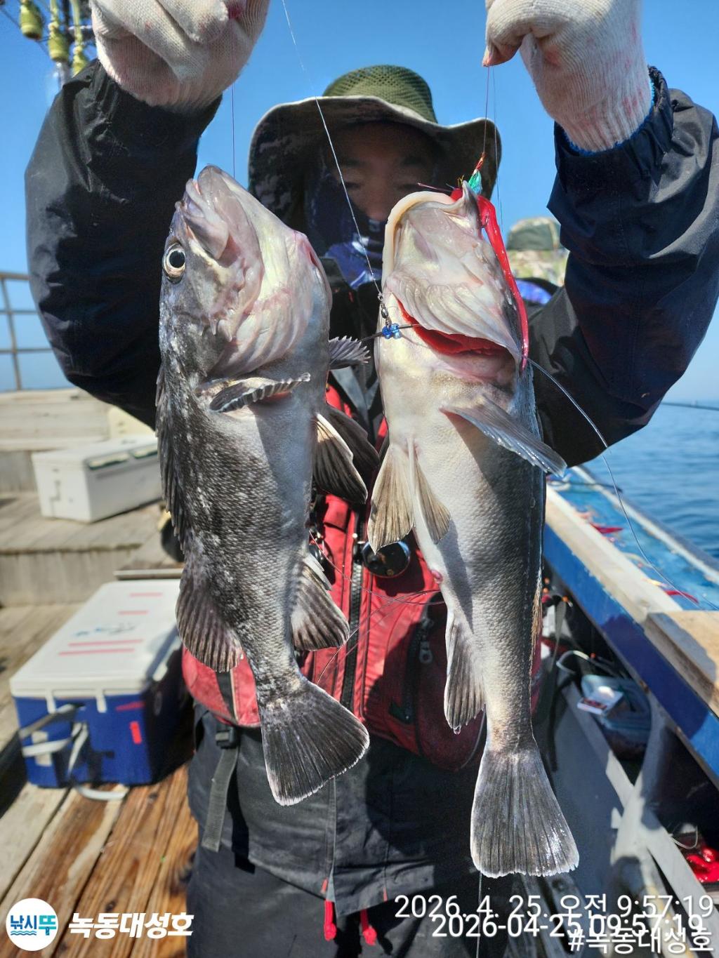 낚시뚜,우럭,열기,녹동항,녹동대성호,낚시뚜8