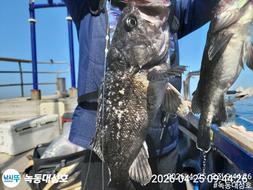 낚시뚜,우럭,열기,녹동항,녹동대성호,낚시뚜6