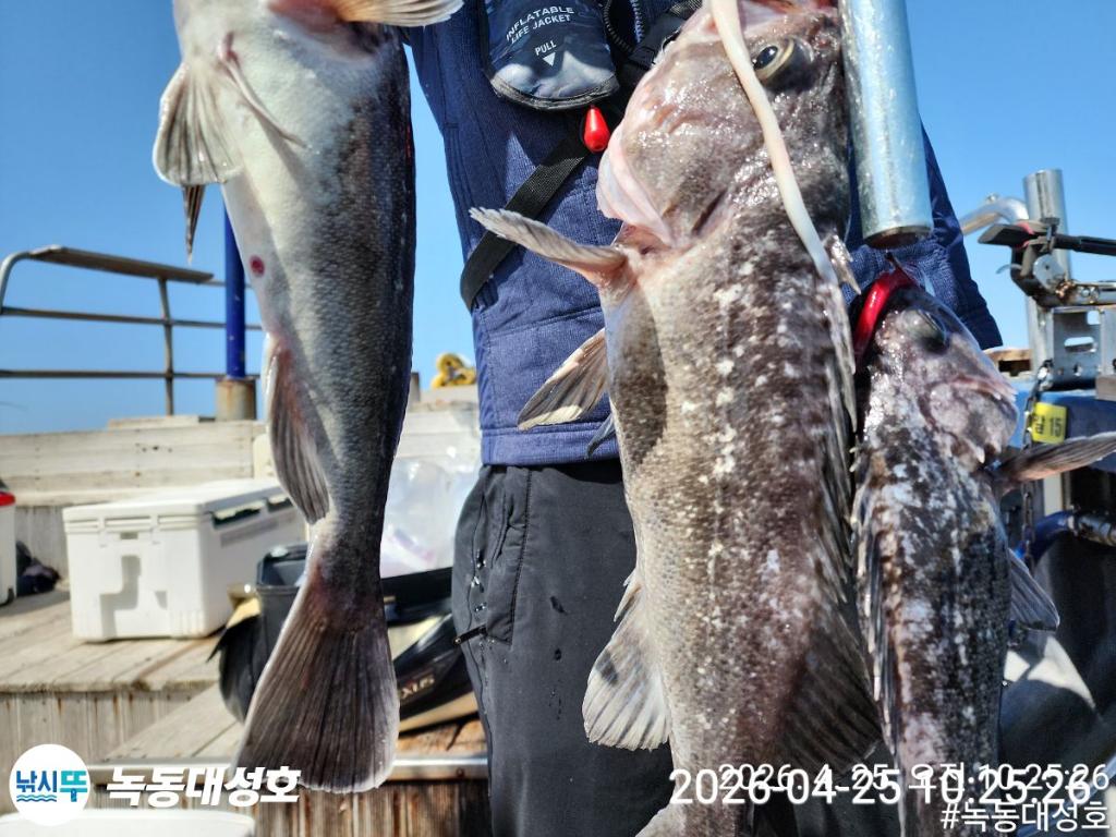 낚시뚜,우럭,열기,녹동항,녹동대성호,낚시뚜3