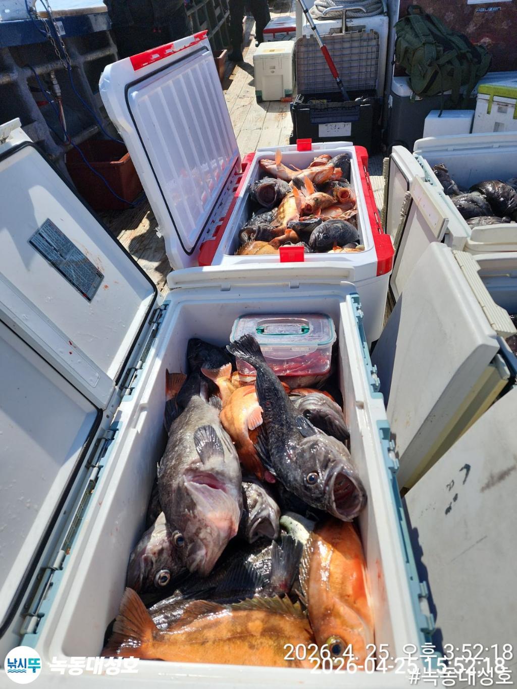 낚시뚜,우럭,열기,녹동항,녹동대성호,낚시뚜2