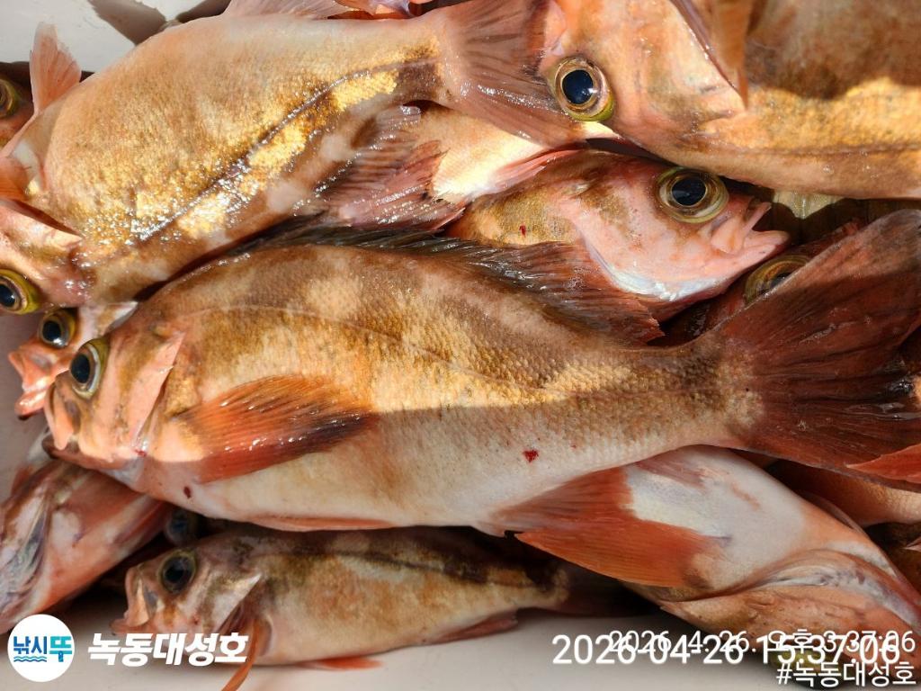 낚시뚜,우럭,열기,녹동항,녹동대성호,낚시뚜39