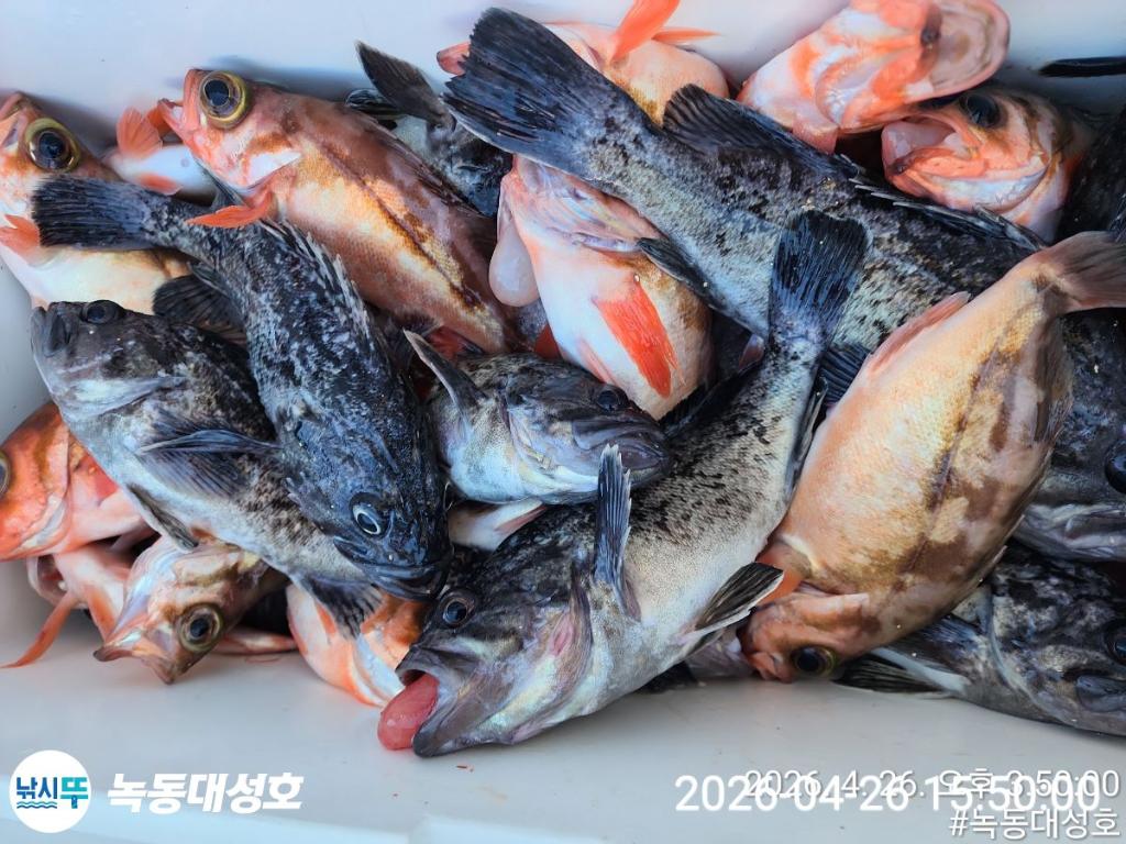 낚시뚜,우럭,열기,녹동항,녹동대성호,낚시뚜38