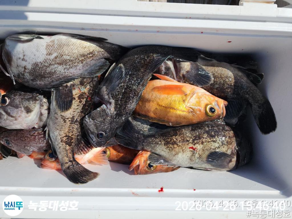 낚시뚜,우럭,열기,녹동항,녹동대성호,낚시뚜37
