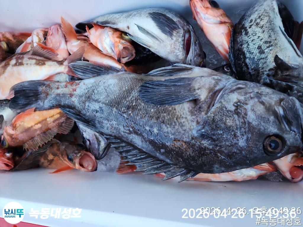 낚시뚜,우럭,열기,녹동항,녹동대성호,낚시뚜36