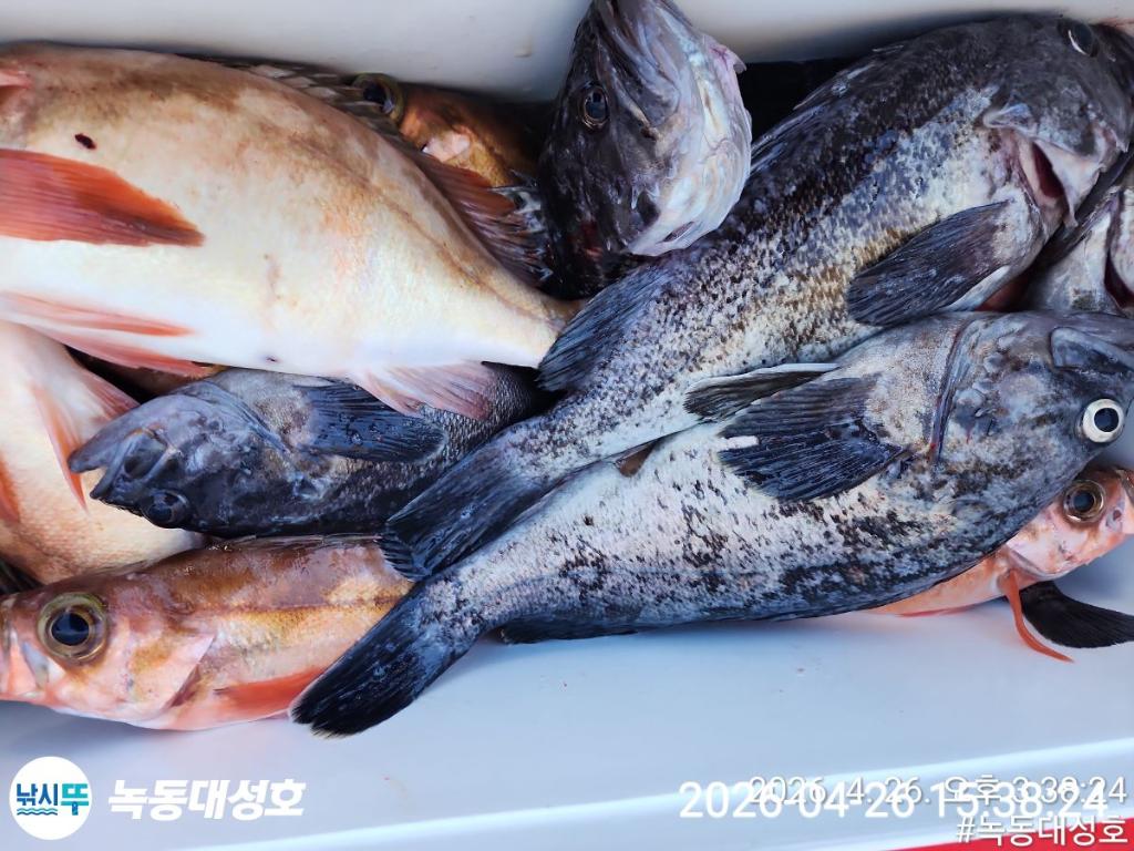 낚시뚜,우럭,열기,녹동항,녹동대성호,낚시뚜35