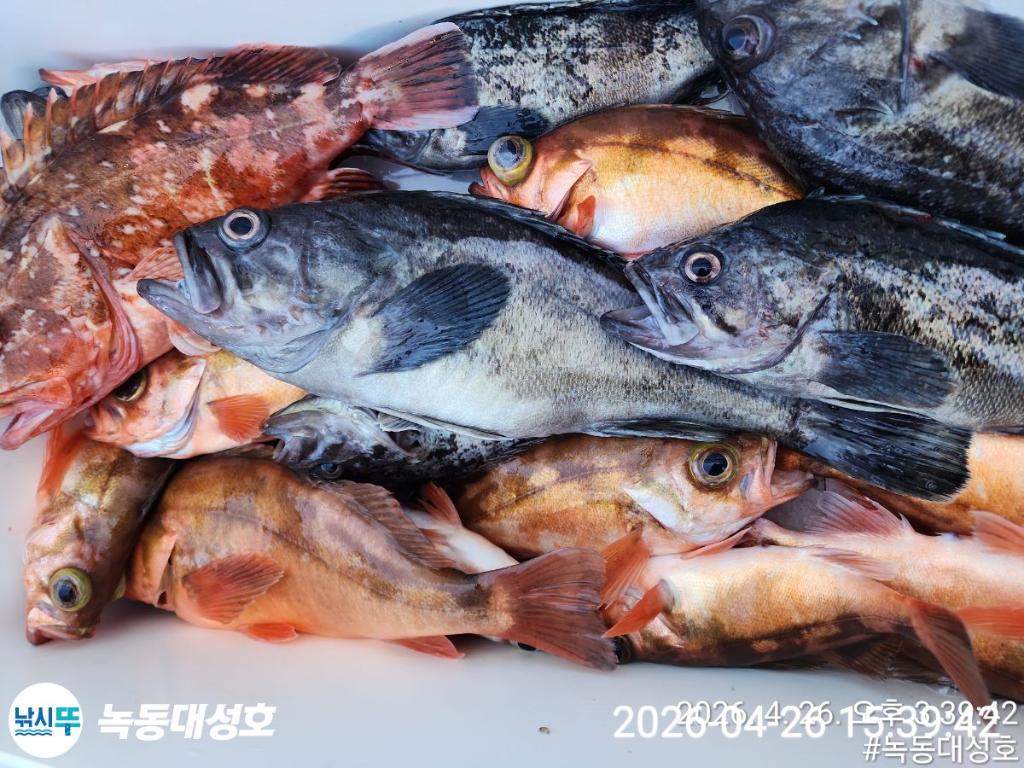 낚시뚜,우럭,열기,녹동항,녹동대성호,낚시뚜34