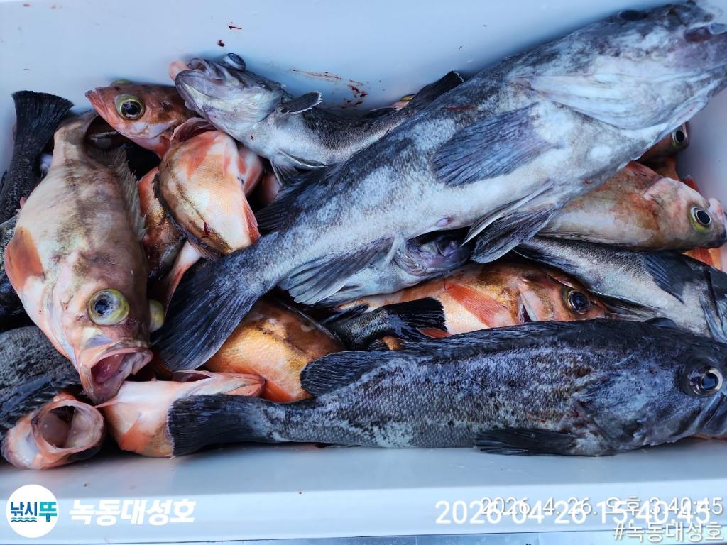 낚시뚜,우럭,열기,녹동항,녹동대성호,낚시뚜33