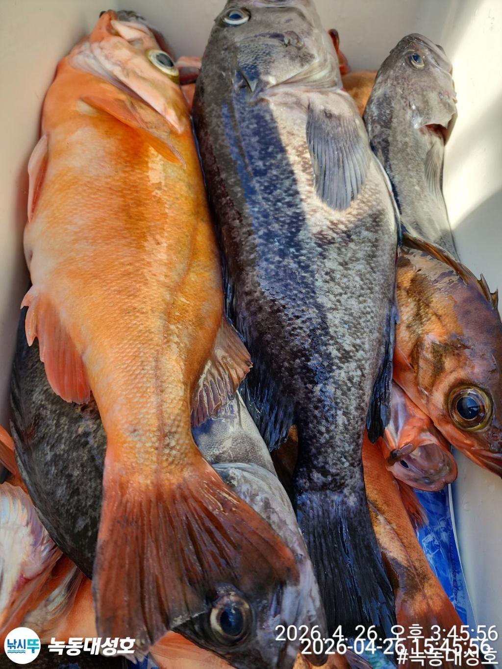 낚시뚜,우럭,열기,녹동항,녹동대성호,낚시뚜32