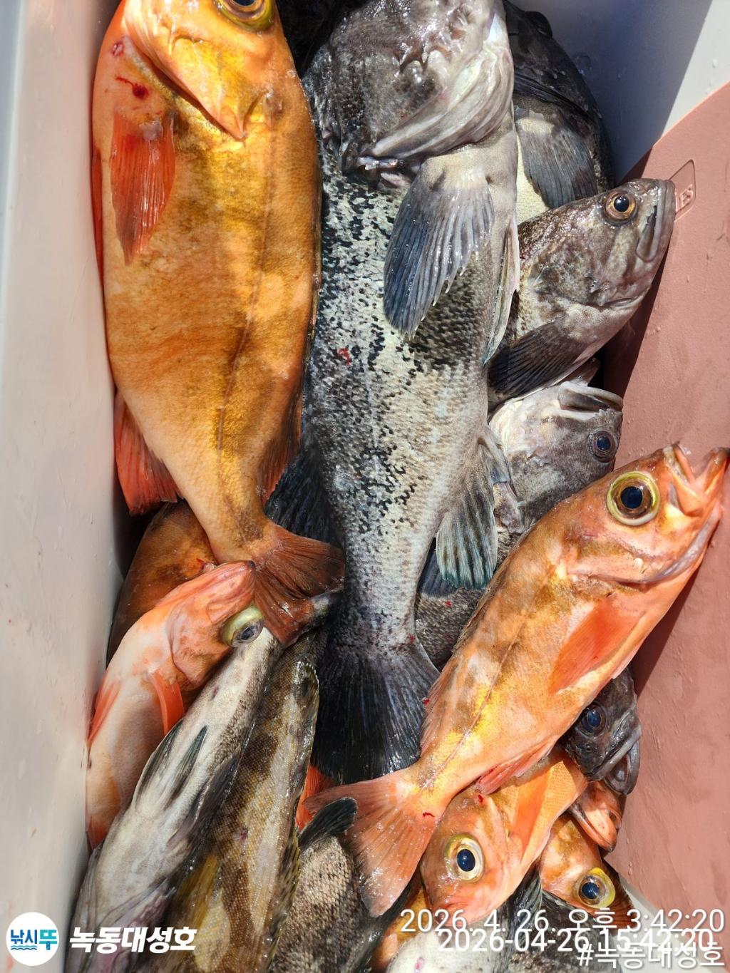 낚시뚜,우럭,열기,녹동항,녹동대성호,낚시뚜31