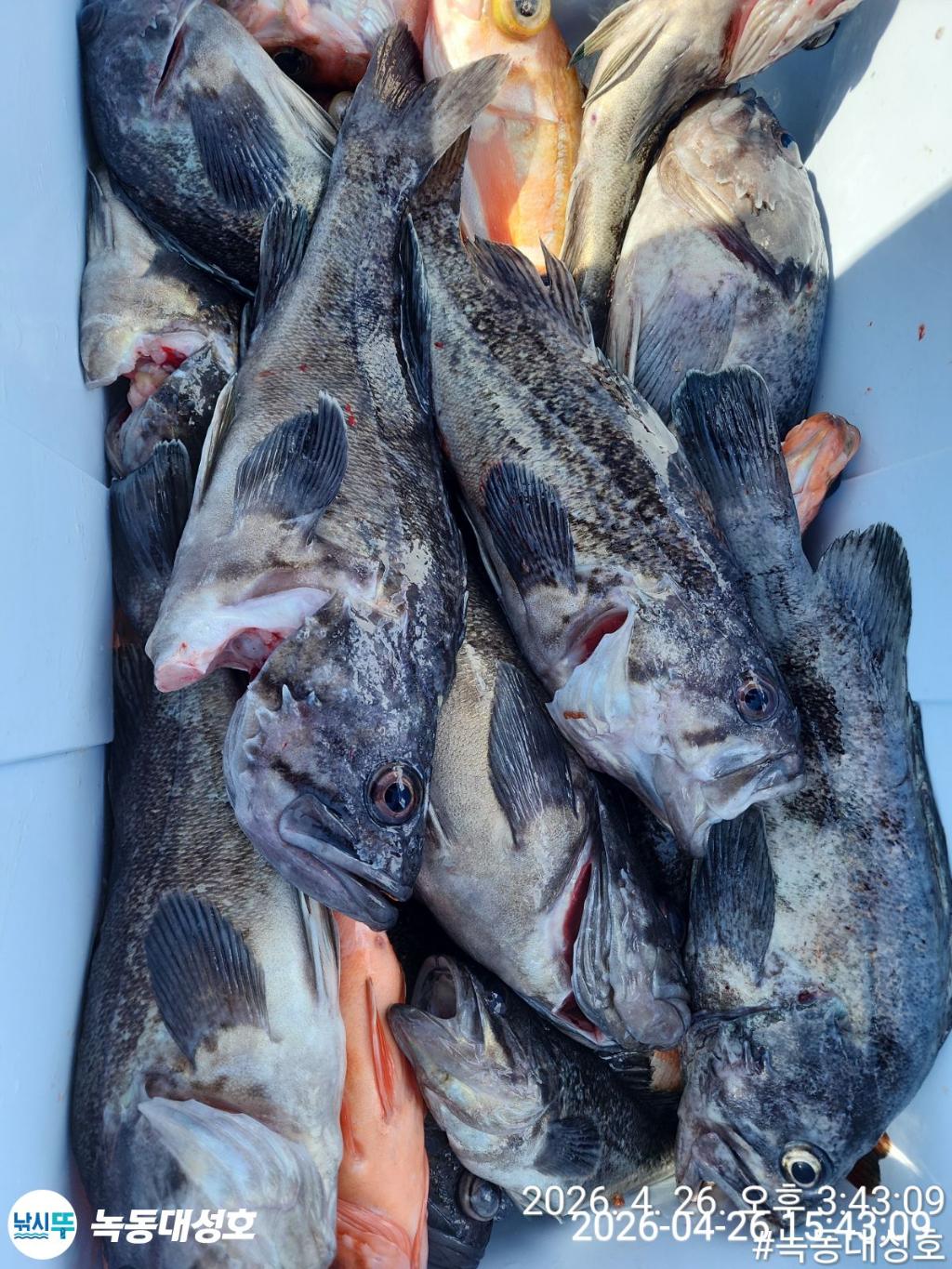 낚시뚜,우럭,열기,녹동항,녹동대성호,낚시뚜30