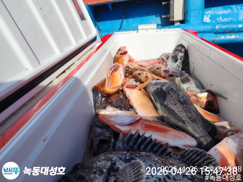 낚시뚜,우럭,열기,녹동항,녹동대성호,낚시뚜29