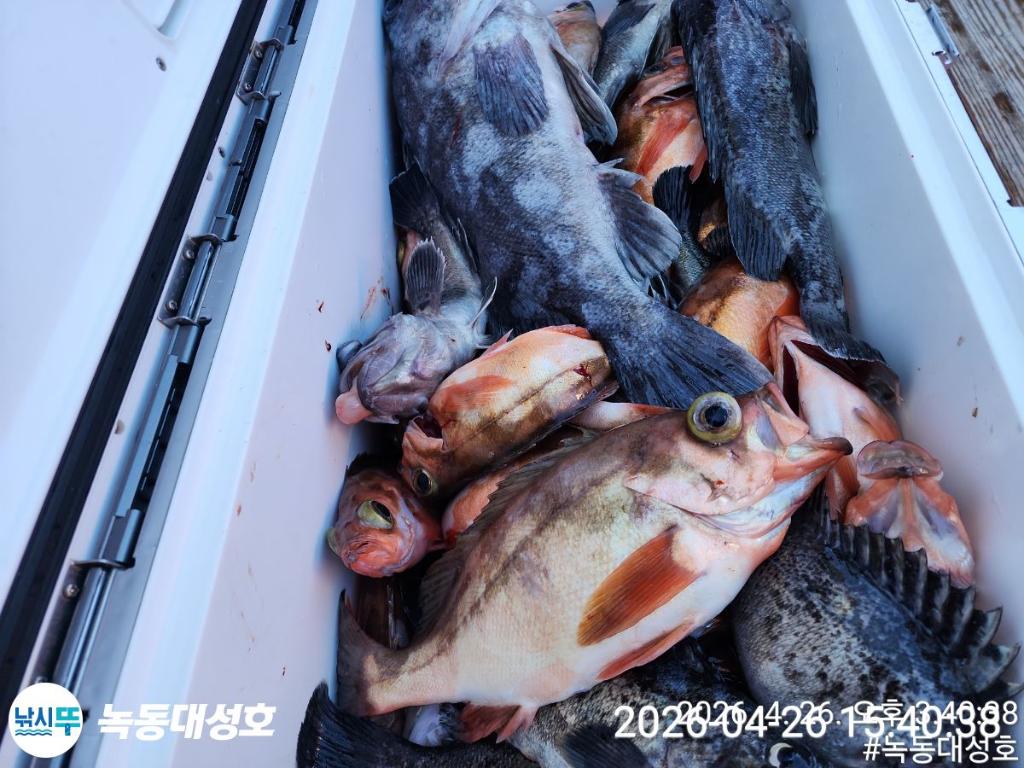 낚시뚜,우럭,열기,녹동항,녹동대성호,낚시뚜28