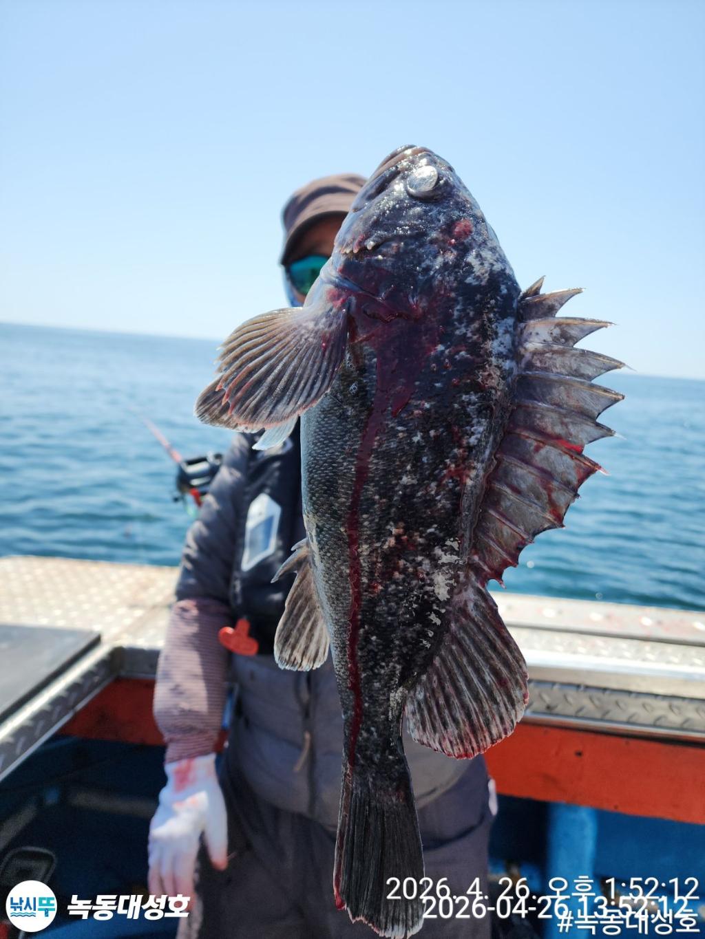 낚시뚜,우럭,열기,녹동항,녹동대성호,낚시뚜15