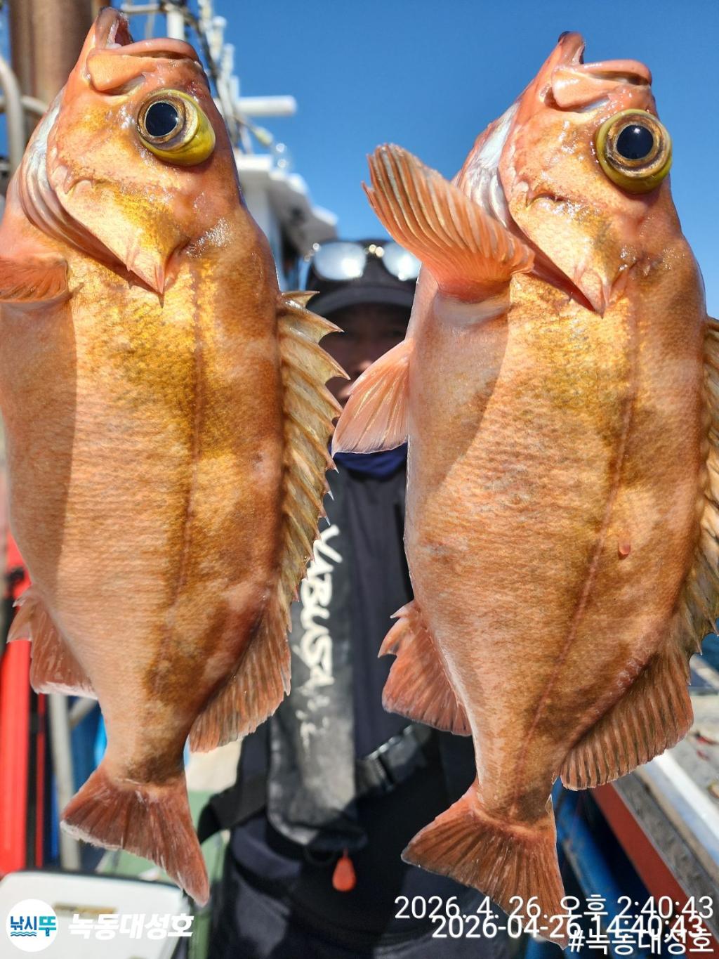 낚시뚜,우럭,열기,녹동항,녹동대성호,낚시뚜14