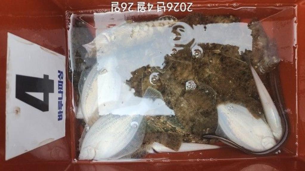 낚시뚜,도다리,속천항(진해),바루나피싱,낚시뚜5