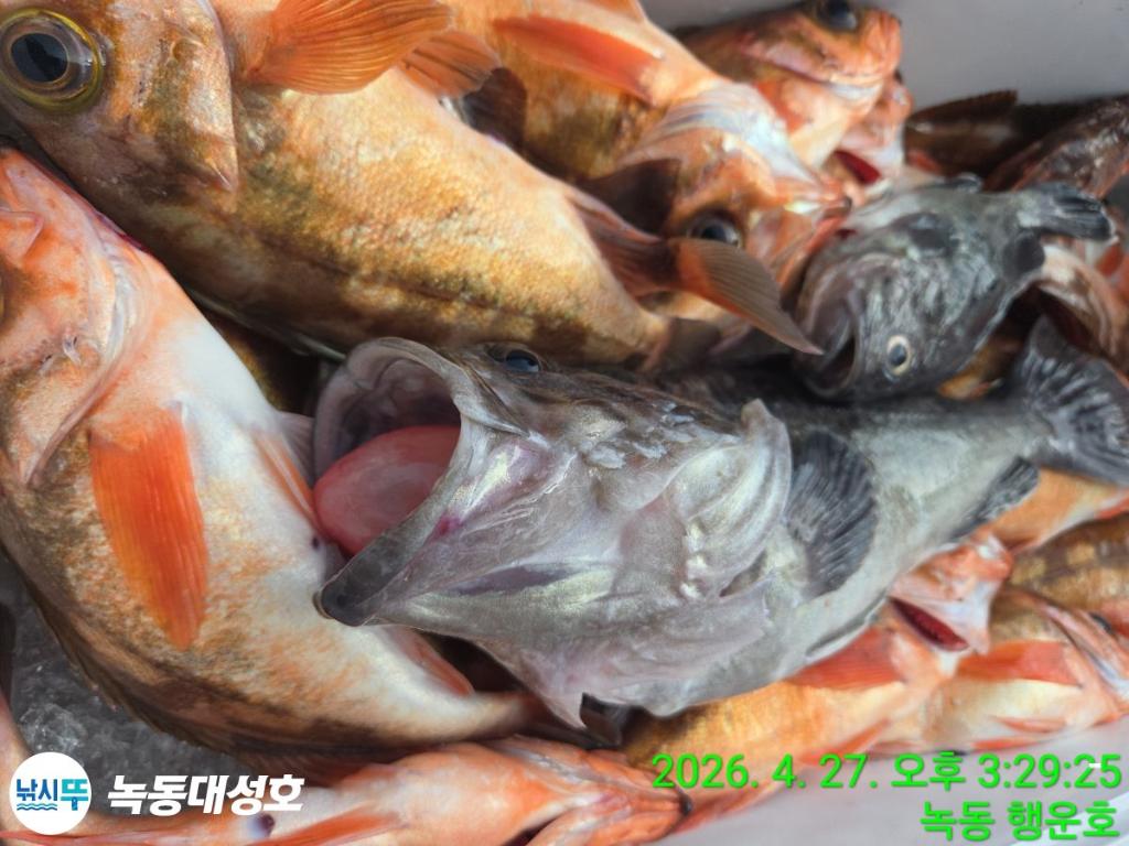 낚시뚜,열기,우럭,녹동항,녹동대성호,낚시뚜36