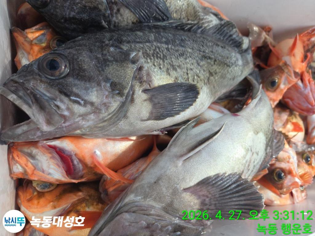 낚시뚜,열기,우럭,녹동항,녹동대성호,낚시뚜35