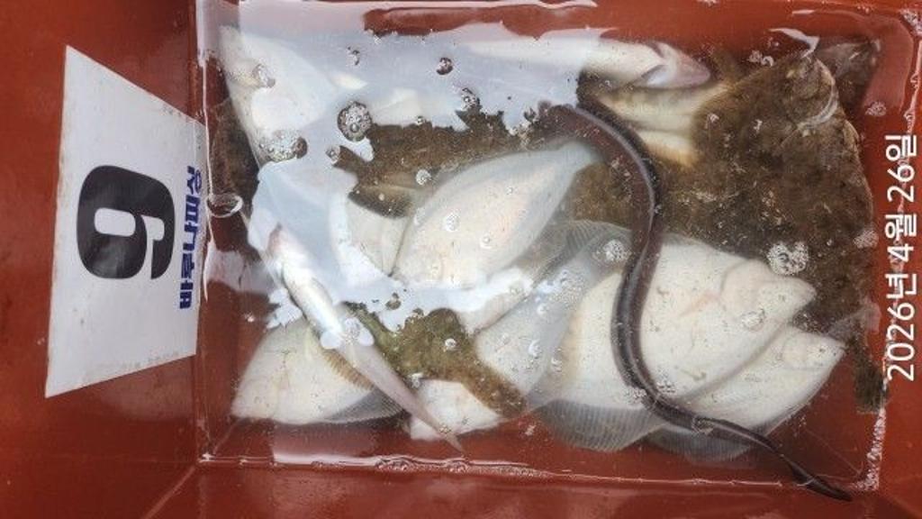 낚시뚜,도다리,속천항(진해),바루나피싱,낚시뚜4