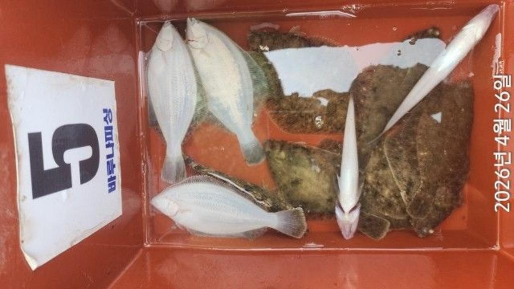 낚시뚜,도다리,속천항(진해),바루나피싱,낚시뚜1