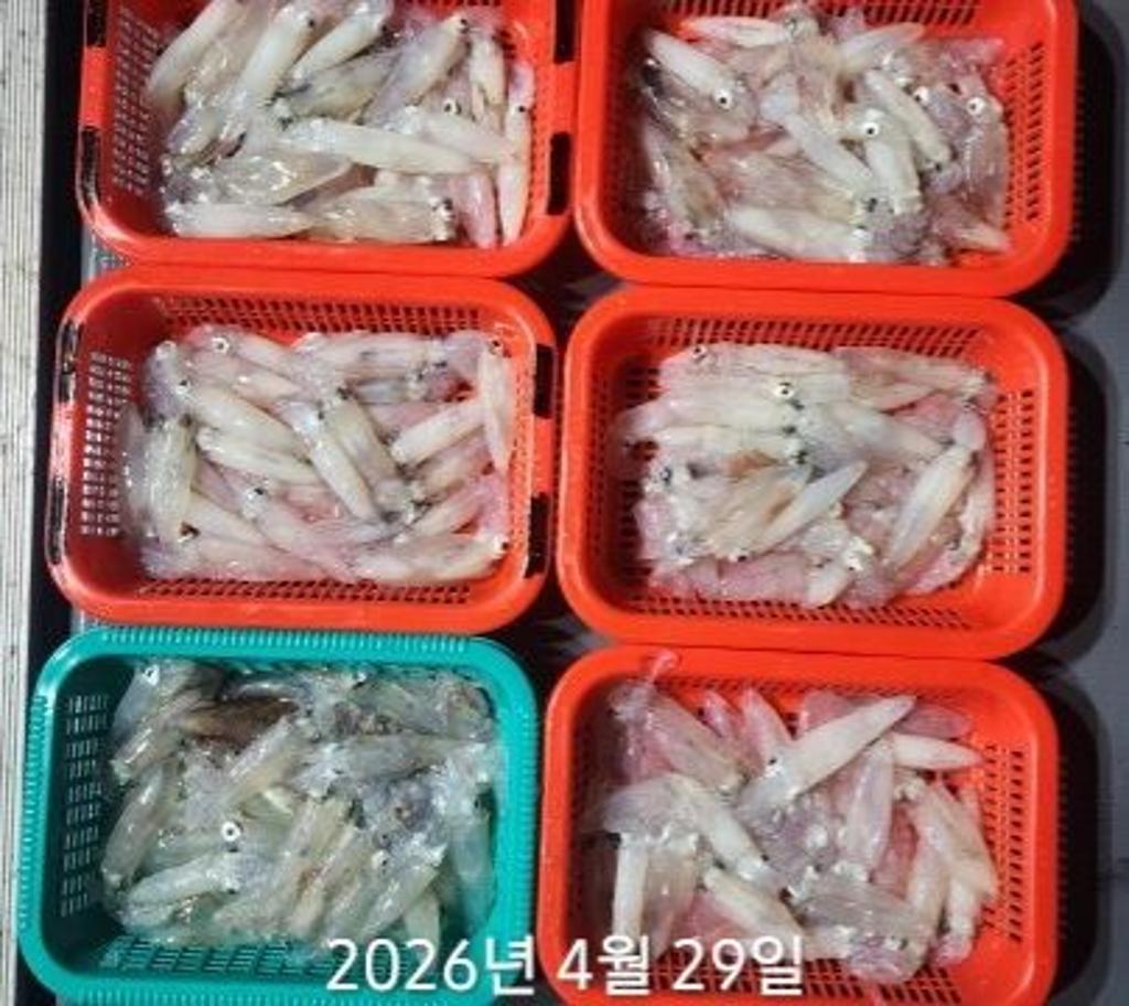 낚시뚜,호래기,속천항(진해),바루나피싱,낚시뚜6