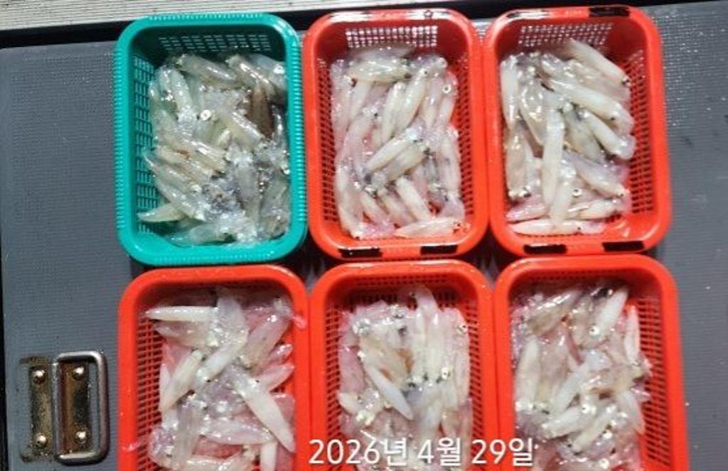 낚시뚜,호래기,속천항(진해),바루나피싱,낚시뚜5