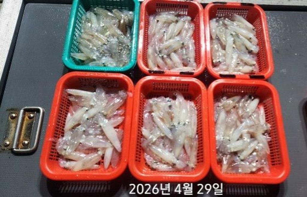 낚시뚜,호래기,속천항(진해),바루나피싱,낚시뚜4