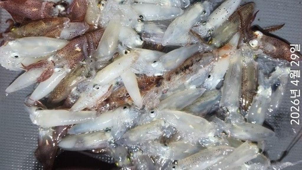 낚시뚜,호래기,속천항(진해),바루나피싱,낚시뚜3