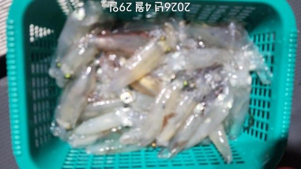 낚시뚜,호래기,속천항(진해),바루나피싱,낚시뚜2