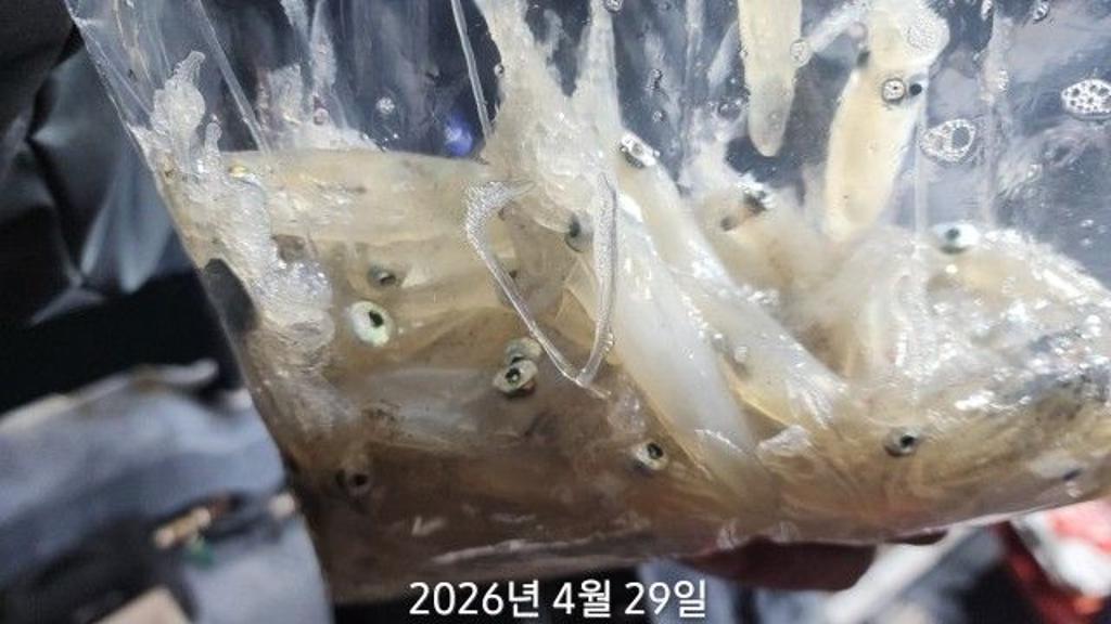 낚시뚜,호래기,속천항(진해),바루나피싱,낚시뚜1