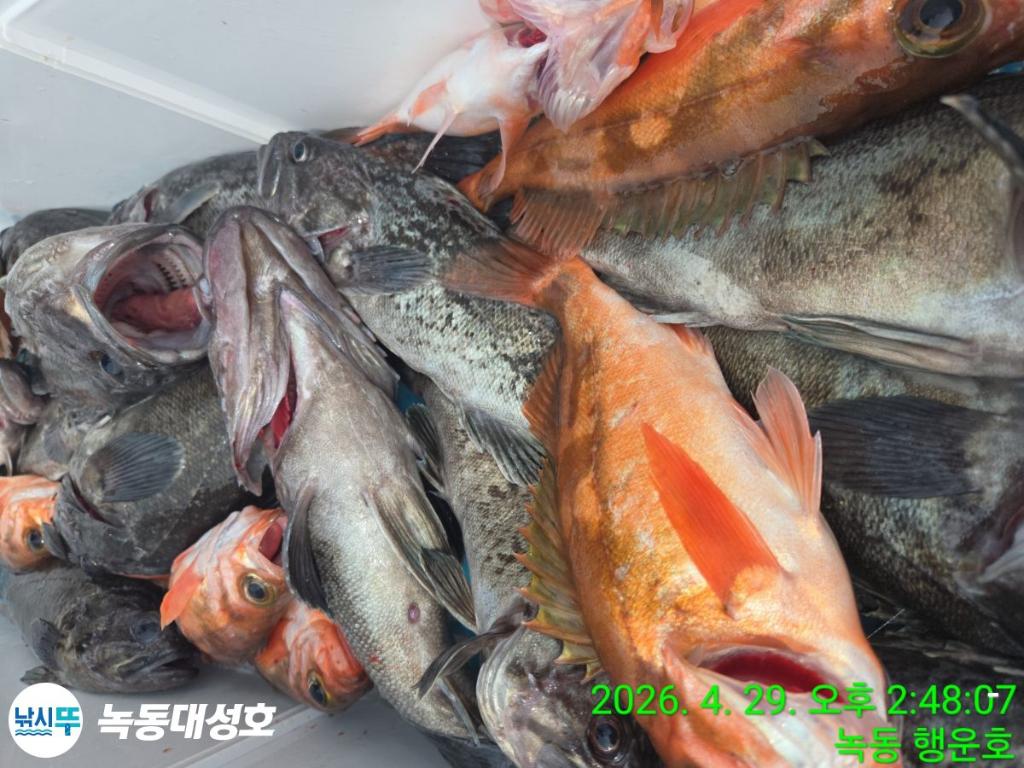 낚시뚜,우럭,열기,녹동항,녹동대성호,낚시뚜25