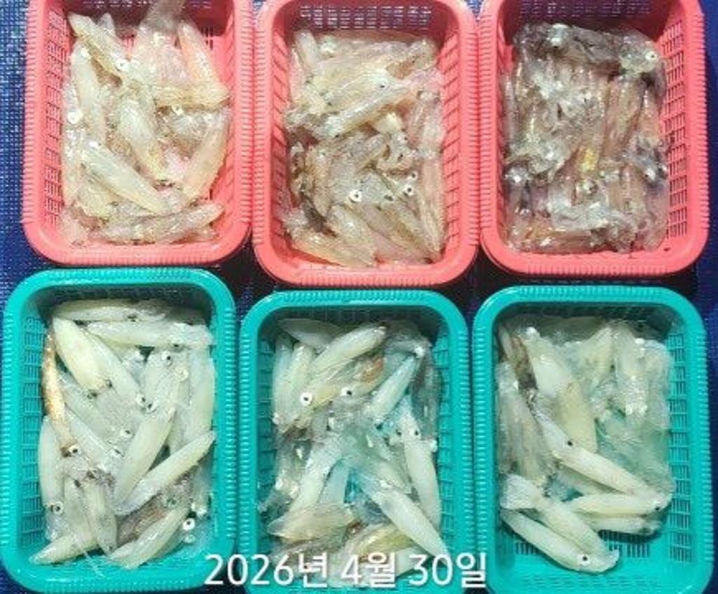 낚시뚜,호래기,속천항(진해),바루나피싱,낚시뚜4