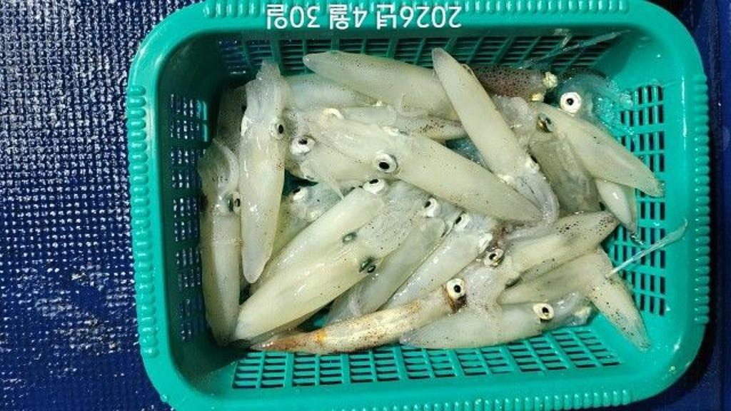 낚시뚜,호래기,속천항(진해),바루나피싱,낚시뚜2