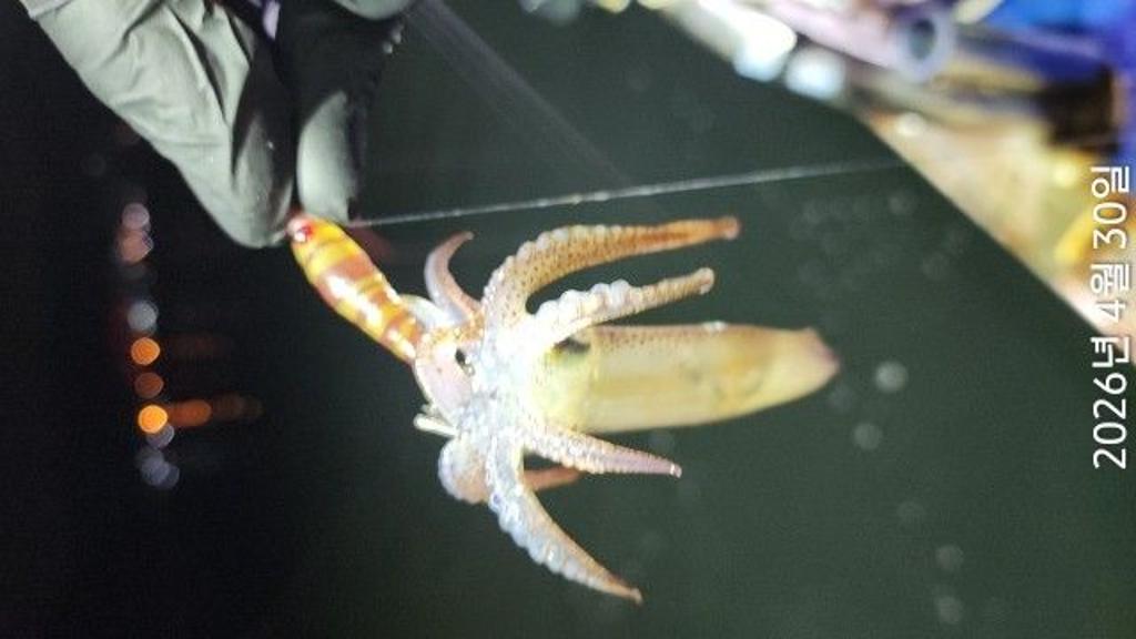 낚시뚜,호래기,속천항(진해),바루나피싱,낚시뚜1