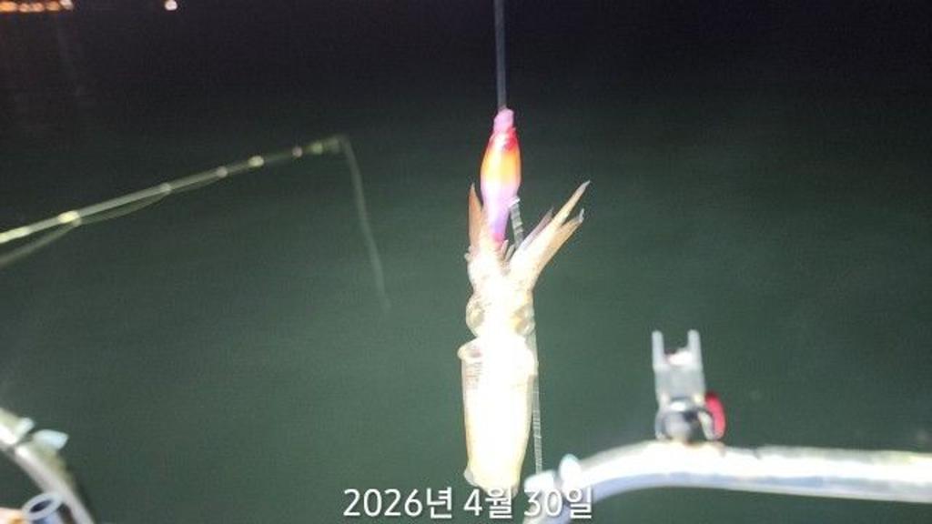 낚시뚜,호래기,속천항(진해),바루나피싱,낚시뚜0