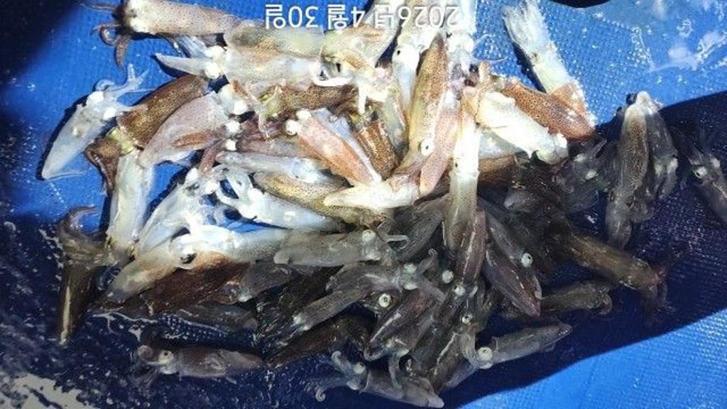 낚시뚜,호래기,속천항(진해),바루나피싱,낚시뚜4