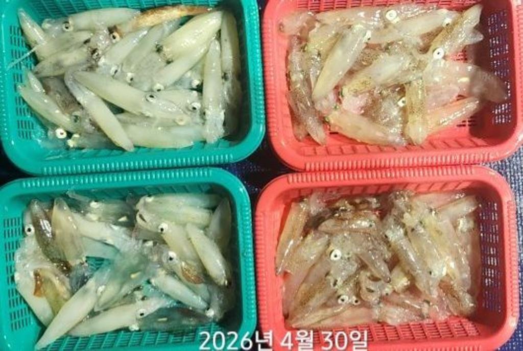 낚시뚜,호래기,속천항(진해),바루나피싱,낚시뚜2