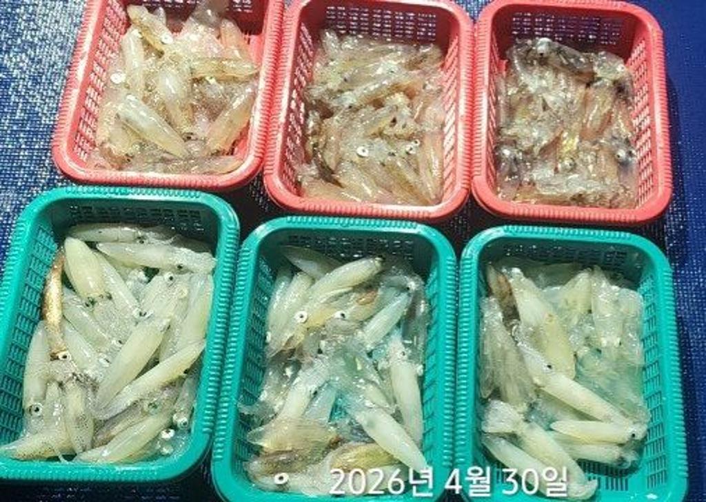 낚시뚜,호래기,속천항(진해),바루나피싱,낚시뚜1