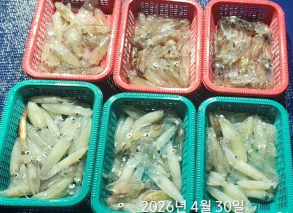 낚시뚜,호래기,속천항(진해),바루나피싱,낚시뚜0