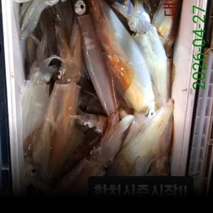 조황, 한치시즌시작!!~~목.토.일.예약가능(오늘4시출발)