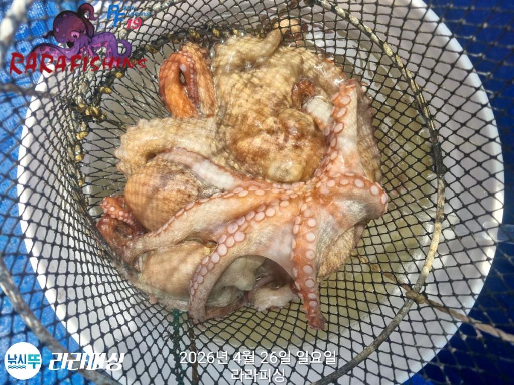 낚시뚜,호래기,돌문어,속천항(진해),라라피싱,낚시뚜26