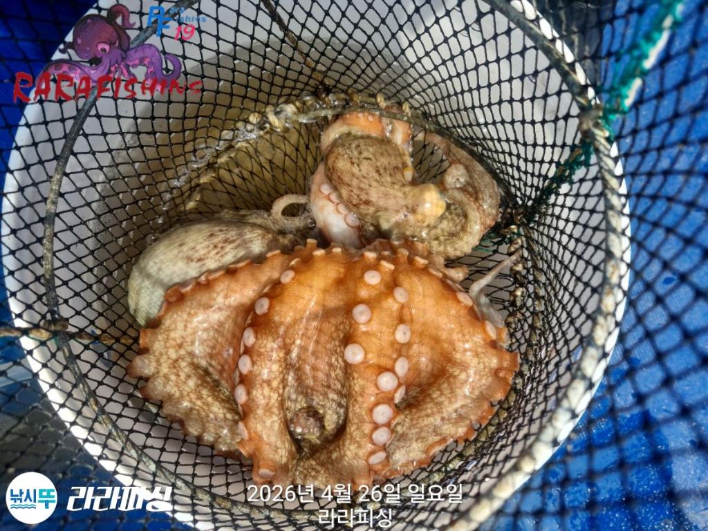 낚시뚜,호래기,돌문어,속천항(진해),라라피싱,낚시뚜24