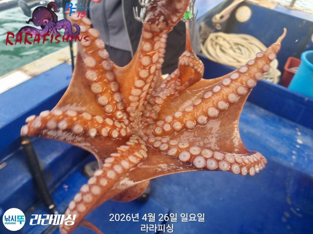 낚시뚜,호래기,돌문어,속천항(진해),라라피싱,낚시뚜23